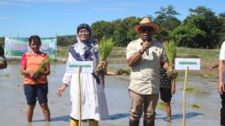 Kolaborasi Pemerintah dan Petani: Terobosan Pertanian di Kabupaten Kupang