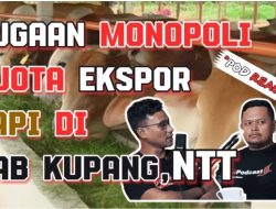PODSREACTION: Misteri Kuota Ekspor Sapi, Mafia Sapi Beraksi di Kabupaten Kupang.?