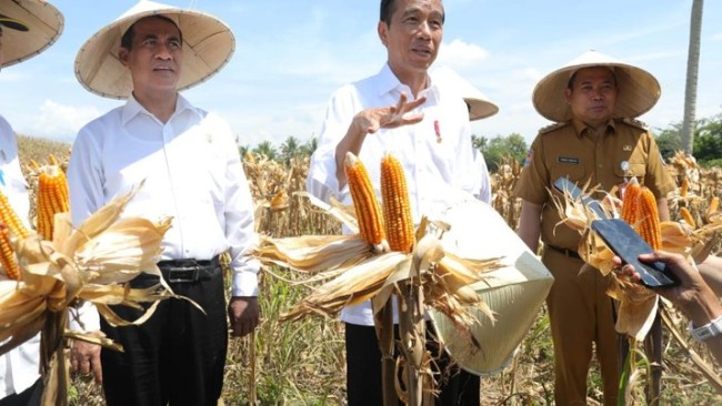 Jokowi Dorong Pembangunan Industri Terintegrasi dengan Kawasan Pertanian Jagung 1 jokowi tinjau panen jagung