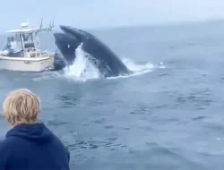 Seekor Paus Menabrak dan Membalikan Perahu di Lepas Pantai New Hampshire Amerika Serikat