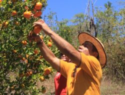 Panen Jeruk Amfoang: Pemkab Kupang Dorong Kedaulatan Pangan dengan Inovasi Si-Kojek Tampan!