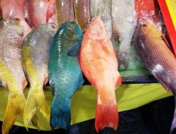 Ikan Apa Yang Membuat Awet Muda? Penasaran?