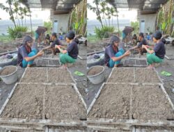 Arlot Sanam dan Pertanian Holtikultura: Inspirasi Bagi Kaum Milenial