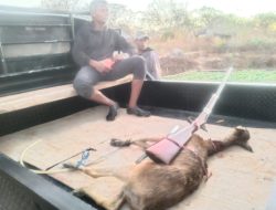 Heroik! Danposramil Semau Tangkap Pemburu Rusa Bersenjata di Pulau Kambing