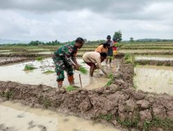 Dukung Ketahanan Pangan, Babinsa di Belu Tak Ragu Kotorkan Seragam di Sawah