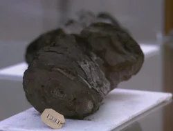 Gulungan Herculaneum Berusia 2.000 Tahun Berhasil Dibuka
