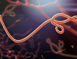 Virus Ebola Tewaskan Seorang Perawat di Uganda