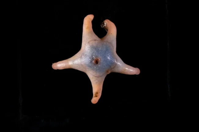 Lebih Dari 800 Spesies Baru Telah di Temukan Dalam 2 Tahun 2 10 sea star tylaster martin hartley the nippon foundation nekton ocean census c 2024