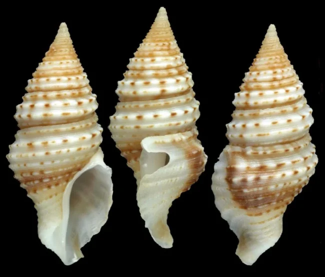 Lebih Dari 800 Spesies Baru Telah di Temukan Dalam 2 Tahun 4 5 gastropod turridrupa magnifica the nippon foundation nekton ocean census richard smith c 2025