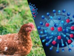 Menkes AS Peringatkan Bahaya Memberikan Vaksin Flu Burung pada Unggas