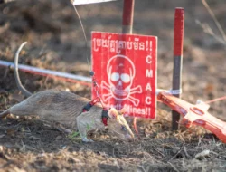 Tikus Terima Guinness World Records Setelah Deteksi Lebih dari 100 Ranjau Darat
