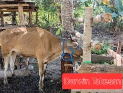 Warga Ekateta Curiga Ada Permainan Busuk di Balik Proyek Sapi Dana Desa