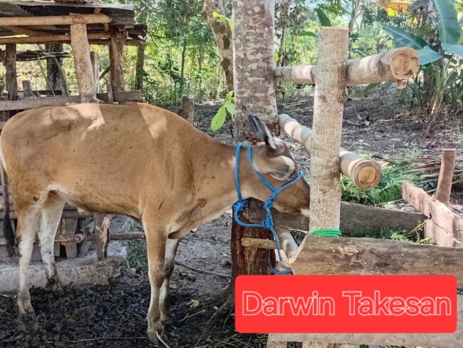 warga-ekateta-curiga-ada-permainan-busuk-di-balik-proyek-sapi-dana-desa