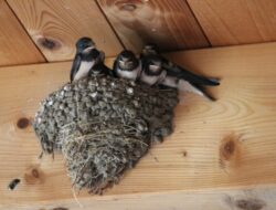 Ekspor Walet Tersandera! ARPG Bongkar Kegagalan Fatal Barantin