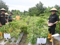 Panen Cabai di SMAN 1 Kupang Timur, Pendidikan Jadi Motor Ketahanan Pangan Daerah
